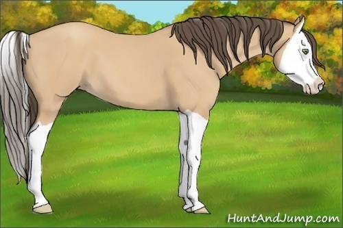 Horse Color: Amber Champagne Splash 