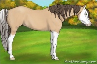 Horse Color:Amber Champagne Splash 