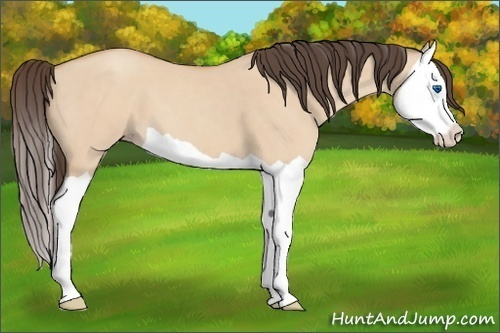 Horse Color: Amber Champagne Dun Splash 