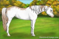Horse Color:Red Roan Splash Frame Appaloosa 