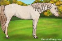 Horse Color:Red Dun Sabino Appaloosa Rabicano
