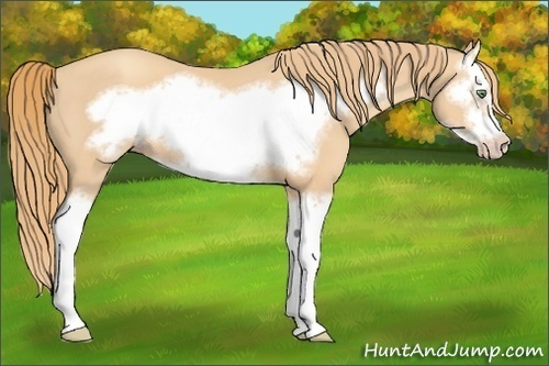 Horse Color: Gold Champagne Splash Frame 