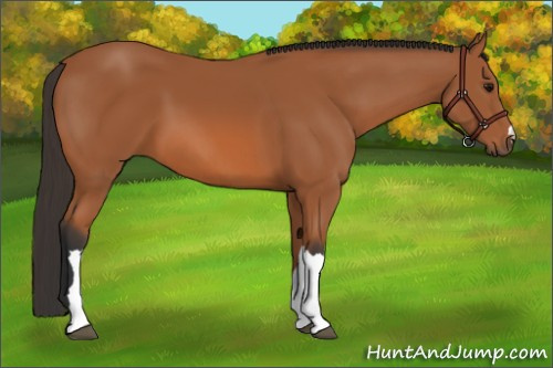 Horse Color:Bay 