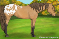 Horse Color:Buckskin Sabino Blanket 
