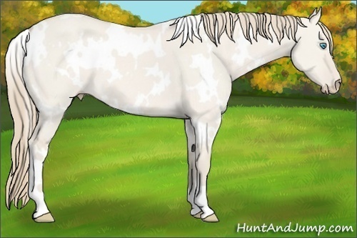 Horse Color: White Spotted Smoky Creme Dun 