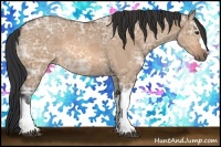 Horse Color:Bay Ice Dun 