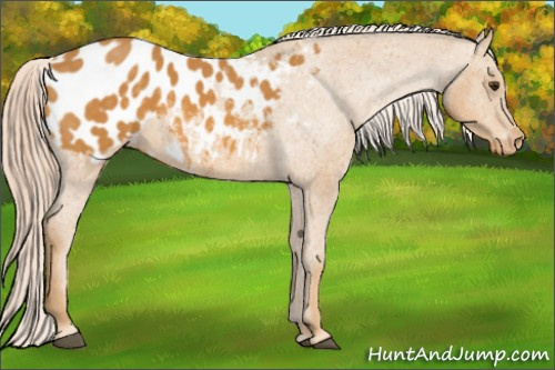 Horse Color: Chocolate Palomino Blanket 