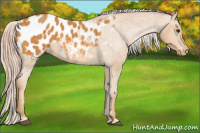 Horse Color:Chocolate Palomino Appaloosa 