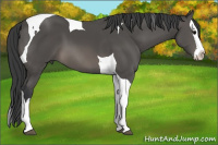 Horse Color:Black Splash Tobiano 