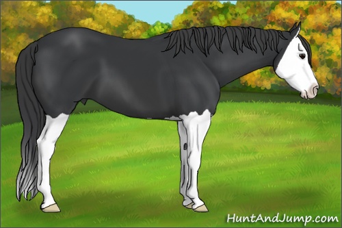 Horse Color: Black Splash 
