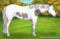 Horse Color:Silver Black Sabino Splash Tobiano 