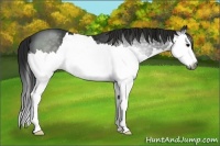 Horse Color:Gray Black Sabino Splash