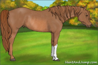 Horse Color:Chestnut Rabicano 