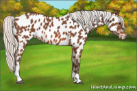 Horse Color:Silver Bay Tobiano Near Leopard 