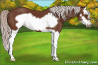 Horse Color:Silver Bay Splash Frame