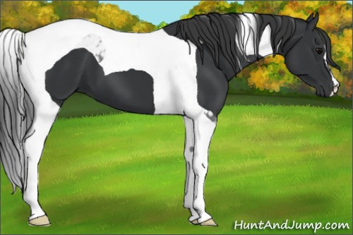 Horse Color: Black Tobiano 