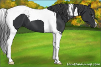 Horse Color:Black Tobiano 