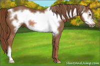 Horse Color:Liver Chestnut Frame 