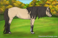 Horse Color:Buckskin Sabino