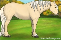 Horse Color:Palomino Dun