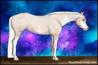 Horse Color:Silver Black Pearl Sabino Appaloosa