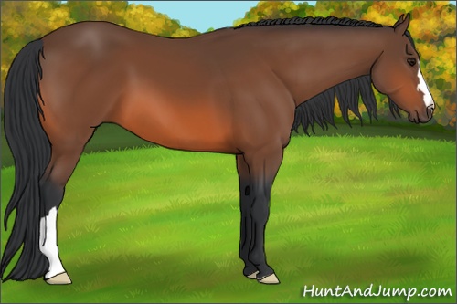 Horse Color: Bay 