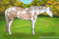 Horse Color:Black Pearl Sabino 