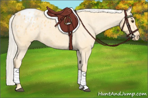 Horse Color: Palomino Blanket 