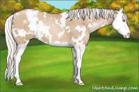 Horse Color:White Spotted Silver Grullo Pearl Sabino Splash