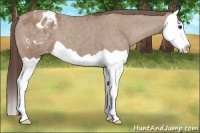 Horse Color:Classic Champagne Splash Appaloosa 