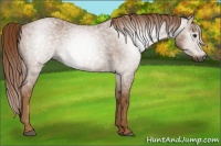 Horse Color:Gray Red Roan 
