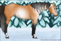 Horse Color:Gray Buckskin Sabino Varnish Rabicano 