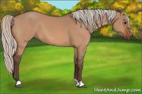 Horse Color:Silver Bay Dun 