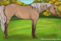 Horse Color:Silver Bay Dun 