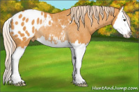Horse Color:Chocolate Palomino Splash Appaloosa Rabicano
