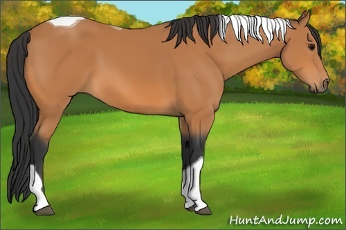 Horse Color:Bay Tobiano