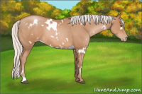 Horse Color:White Spotted Silver Brown Pearl 