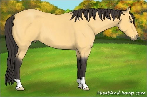 Horse Color:Buckskin Roan 