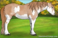 Horse Color:Chestnut Splash