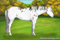 Horse Color:Grullo Sabino Splash 