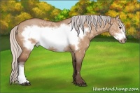 Horse Color:Silver Bay Ice Roan Dun Frame 