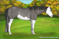 Horse Color:Grullo Sabino Splash Rabicano