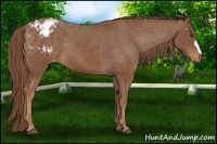 Horse Color:Chestnut Blanket 