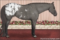 Horse Color:Grullo Appaloosa 