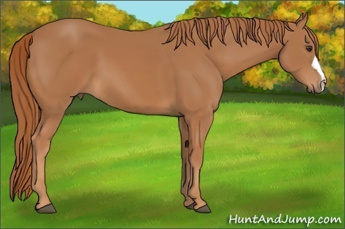 Horse Color: Chestnut 