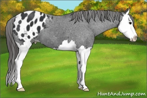 Horse Color: Black Splash Varnish 