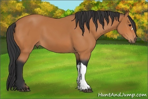 Horse Color: Bay 