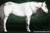Horse Color:White Spotted Buckskin Frame 