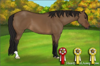 Horse Color:Gray Bay Dun 