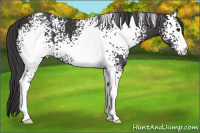 Horse Color:White Spotted Buckskin